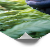 Poster Gorilla Animal Nature Faune Affection Soin (Coin)