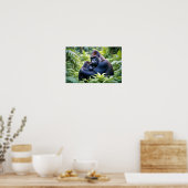 Poster Gorilla Animal Nature Faune Affection Soin (Cuisine)