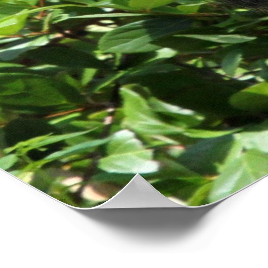 Poster Gorilla Argent Back (Coin)