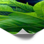 POSTER GORILLA DANS LA FORÊT DES PLUIES 7 (Coin)