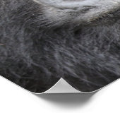 Poster Gorilla de montagne (Coin)