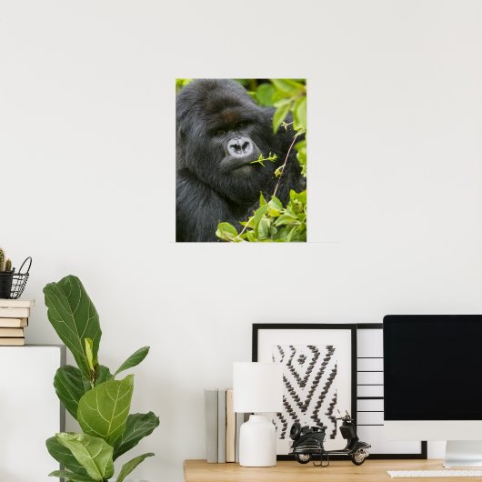 Poster Gorilla de Silverback Mountain (Bureau à domicile)
