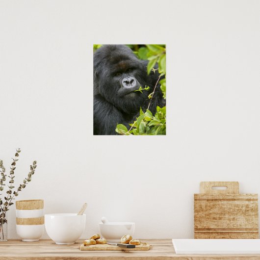 Poster Gorilla de Silverback Mountain (Cuisine)