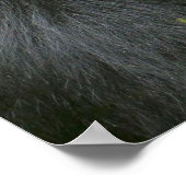Poster Gorilla de Silverback Mountain (Coin)