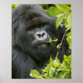 Poster Gorilla de Silverback Mountain (Devant)