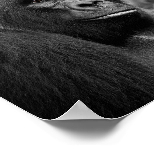 Poster Gorilla Gros Portrait Noir Et Blanc (Coin)