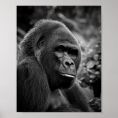 Poster Gorilla Gros Portrait Noir Et Blanc (Devant)