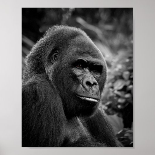 Poster Gorilla Gros Portrait Noir Et Blanc (Devant)