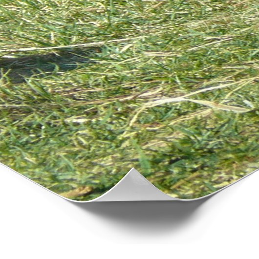 Poster Gorilla Lowland (Coin)