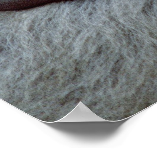 Poster Gorilla mère et bébé (Coin)