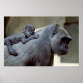 Poster Gorilla mère et bébé (Devant)