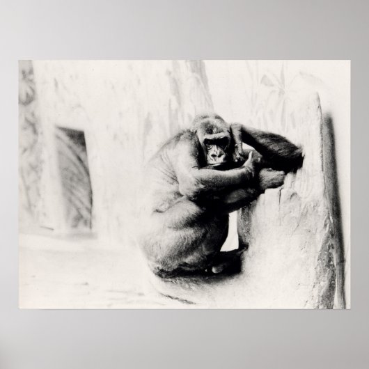 Poster Gorilla Pose (Devant)