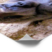 Poster Gorilla, relax, raconter, relâcher_ (Coin)