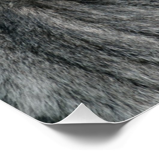 Poster Gorilla Silverback (Coin)