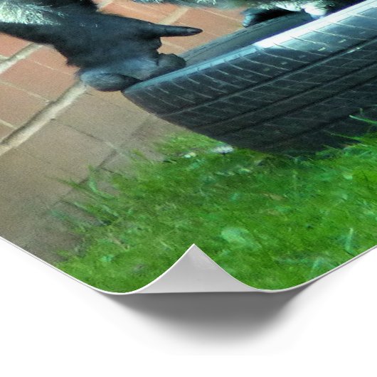 POSTER GORILLAS (Coin)