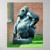 POSTER GORILLAS (Devant)