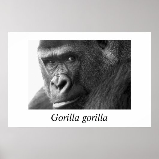Poster Gorille-#1-Gorilla gorilla (Devant)