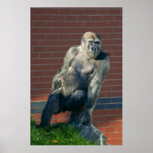 Poster Gorille Assis Sur Un Rocher