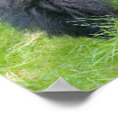 Poster gorille dans la jungle (Coin)