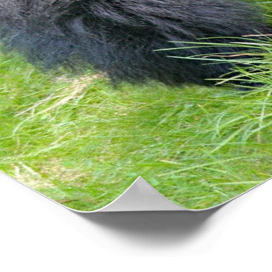 Poster gorille dans la jungle (Coin)