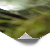 Poster Gorille de montagne et Silverback (Coin)