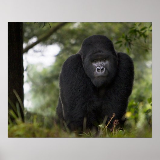 Poster Gorille de montagne et Silverback (Devant)