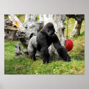 Poster Gorille de silverback de plaine