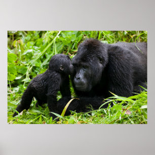 Poster Gorille des montagnes infantile embrasse le gorill