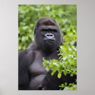 Poster Gorille des plaines à dos argenté, Gorilla gorilla