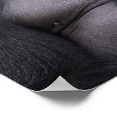 Poster Gorille des terres basses de Silverback, Gorilla g (Coin)