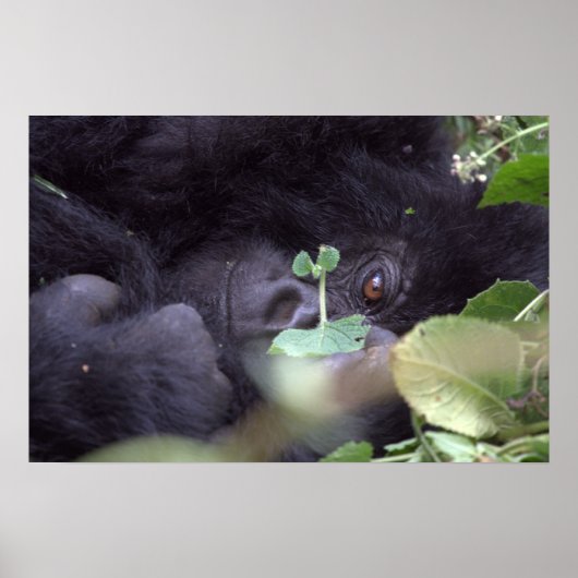 Poster Gorille lunaire (Devant)