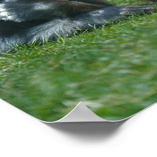 Poster Gorille suceuse de pouce (Coin)