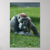 Poster Gorille suceuse de pouce (Devant)