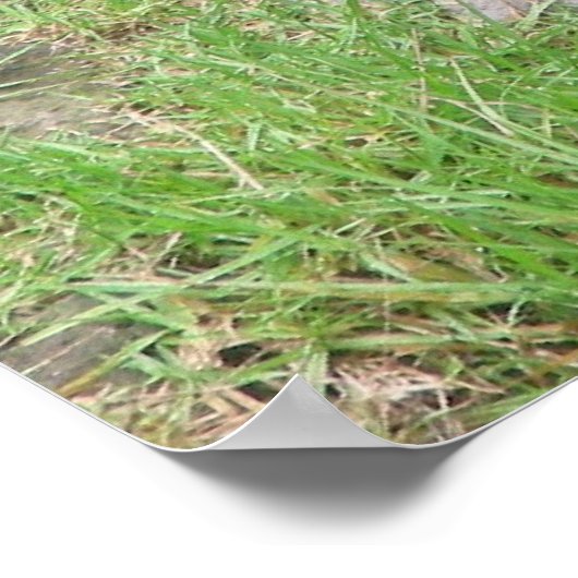 Poster gorilles 007 toile (Coin)