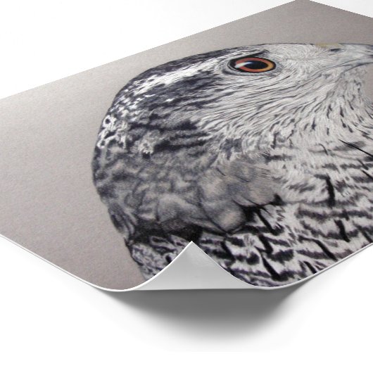 Poster Goshawk (Coin)