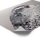 Poster Goshawk du Nord (Coin)