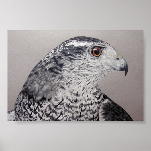 Poster Goshawk du Nord (Devant)
