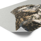 Poster Goshawk immature (Coin)