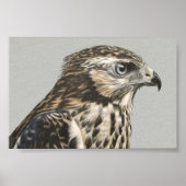 Poster Goshawk immature (Devant)