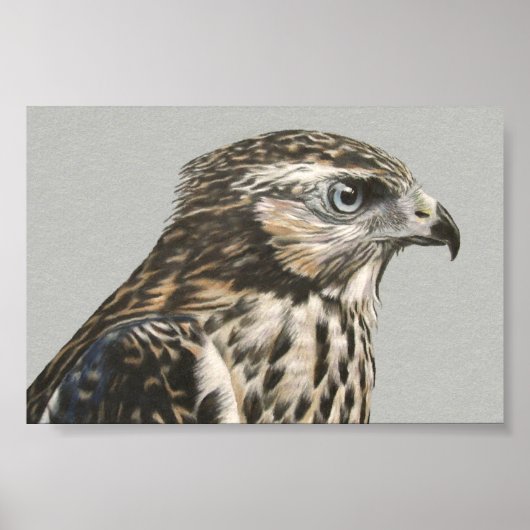 Poster Goshawk immature (Devant)