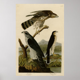 Poster Goshawk, Stanley Hawk, Audubon's Birds of America