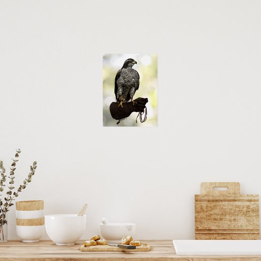 Poster Goshawk sur Glove (Cuisine)