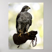 Poster Goshawk sur Glove (Devant)