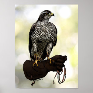 Poster Goshawk sur Glove
