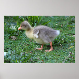 Poster Gosling