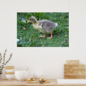 Poster Gosling (Cuisine)
