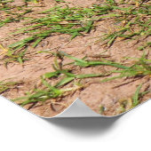 Poster Gosling (Coin)