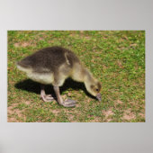 Poster Gosling (Devant)