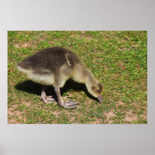 Poster Gosling