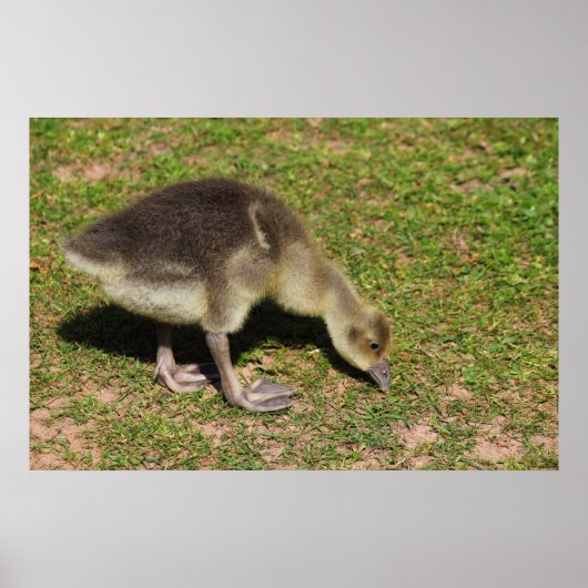 Poster Gosling (Devant)